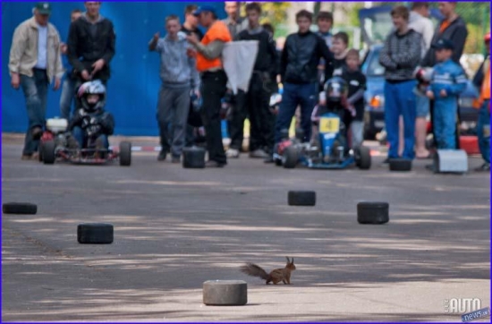 Sacensību norisē uz mirkli iejaucās arī kāda bezbailīga vāvere, kura dzenot pēdas noslēptai ozolzīlei izskrēja sacensību trasē tieši dragreisa sacensību karstumā, izraisot nelielu haosu un lielu jautrību. Vairāku desmitu bērnu uzmanība tomēr bija par lielu un vāvere metās atpakaļ mežā, kur augstu koku sniegtajā drošībā notiesāja atrasto zīli...